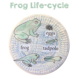 Frog Life-cycle