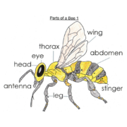 parts of a bee coloring